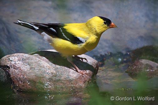 American Goldfinch_25442.jpg - American Goldfinch (Carduelis tristis) photographed at Ottawa, Ontario, Canada.